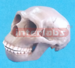 PEKING MAN SKULL